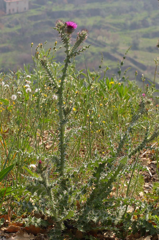 Carduus cfr. tenuiflorus e Onopordum acanthium